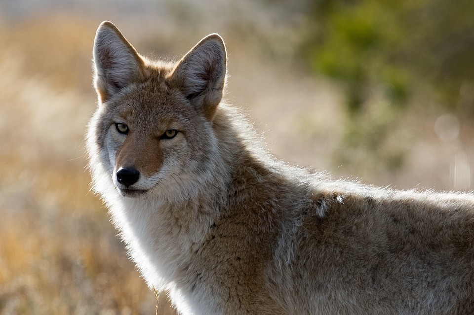 coyote-1480717_960_720.jpg
