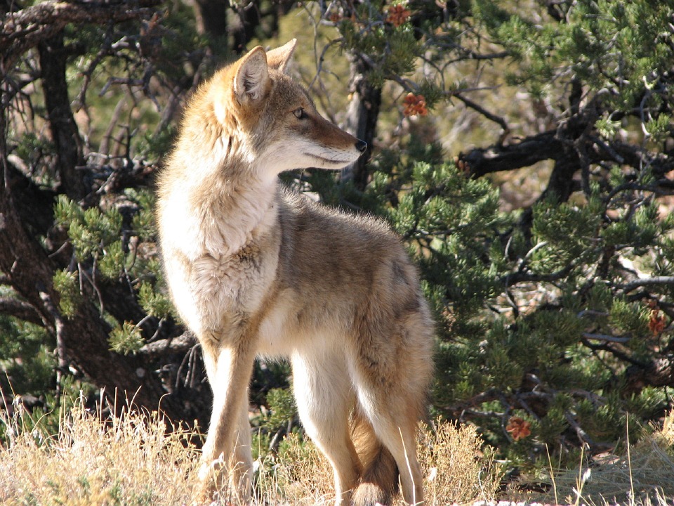 coyote-956689_960_720.jpg